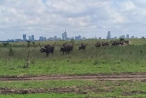 Nairobi National Park Morning Game Drive med gratis afhentning