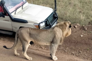 Nairobi National Park Morning Game Drive med gratis afhentning