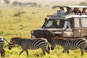 Nairobi National Park Morning Game Drive med gratis afhentning
