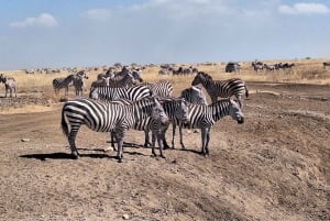 Nairobi National Park Morgen Game Drive