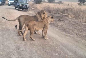 Nairobi National Park Morgen Game Drive