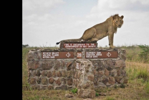 Nairobi National Park Morgen Game Drive