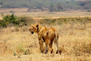Nairobi National Park Morgen Game Drive