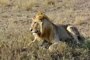 Nairobi National Park Morgen Game Drive