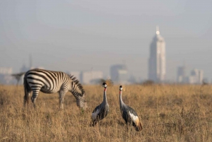 Nairobi National Park Morgen Game Drive