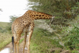 Nairobi National Park Morgen Game Drive