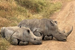 Nairobi National Park Morgen Game Drive