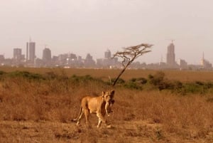 Nairobi National Park Morgen Game Drive