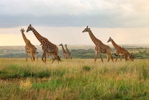Nairobi National Park Morgen Game Drive
