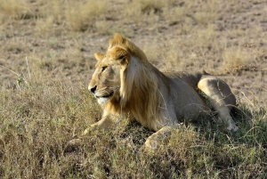 Nairobi National Park Morgen Game Drive