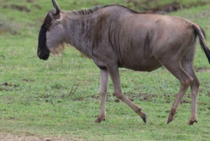 ナイロビ国立公園の朝または夕方のゲームドライブ