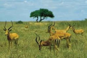 ナイロビ国立公園の朝または夕方のゲームドライブ