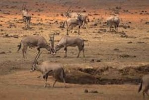 ナイロビ国立公園の朝または夕方のゲームドライブ