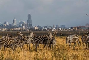 Passeio de carro pelo Parque Nacional de Nairóbi pela manhã ou à noite