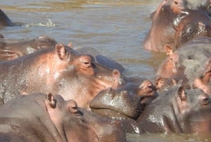 Passeio de carro pelo Parque Nacional de Nairóbi pela manhã ou à noite