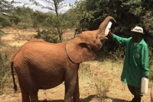 Passeio de carro pelo Parque Nacional de Nairóbi pela manhã ou à noite
