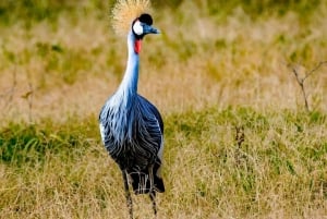 Passeio de carro pelo Parque Nacional de Nairóbi pela manhã ou à noite