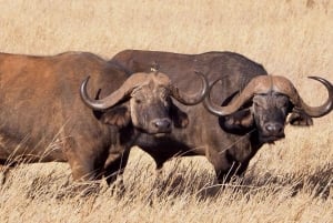Passeio de carro pelo Parque Nacional de Nairóbi pela manhã ou à noite