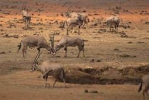 Passeio de carro pelo Parque Nacional de Nairóbi pela manhã ou à noite