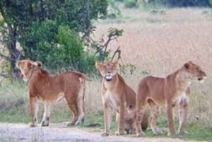 Passeio de carro pelo Parque Nacional de Nairóbi pela manhã ou à noite