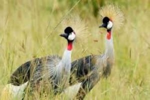Passeio de carro pelo Parque Nacional de Nairóbi pela manhã ou à noite