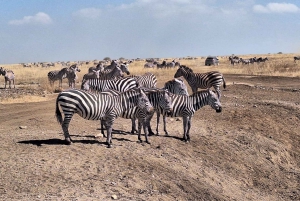 Privat rundtur i Nairobis nationalpark och karnivoreupplevelse