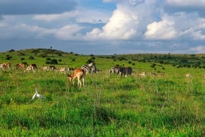 Nairobi: privétour in 4X4 Jeep door het nationale park