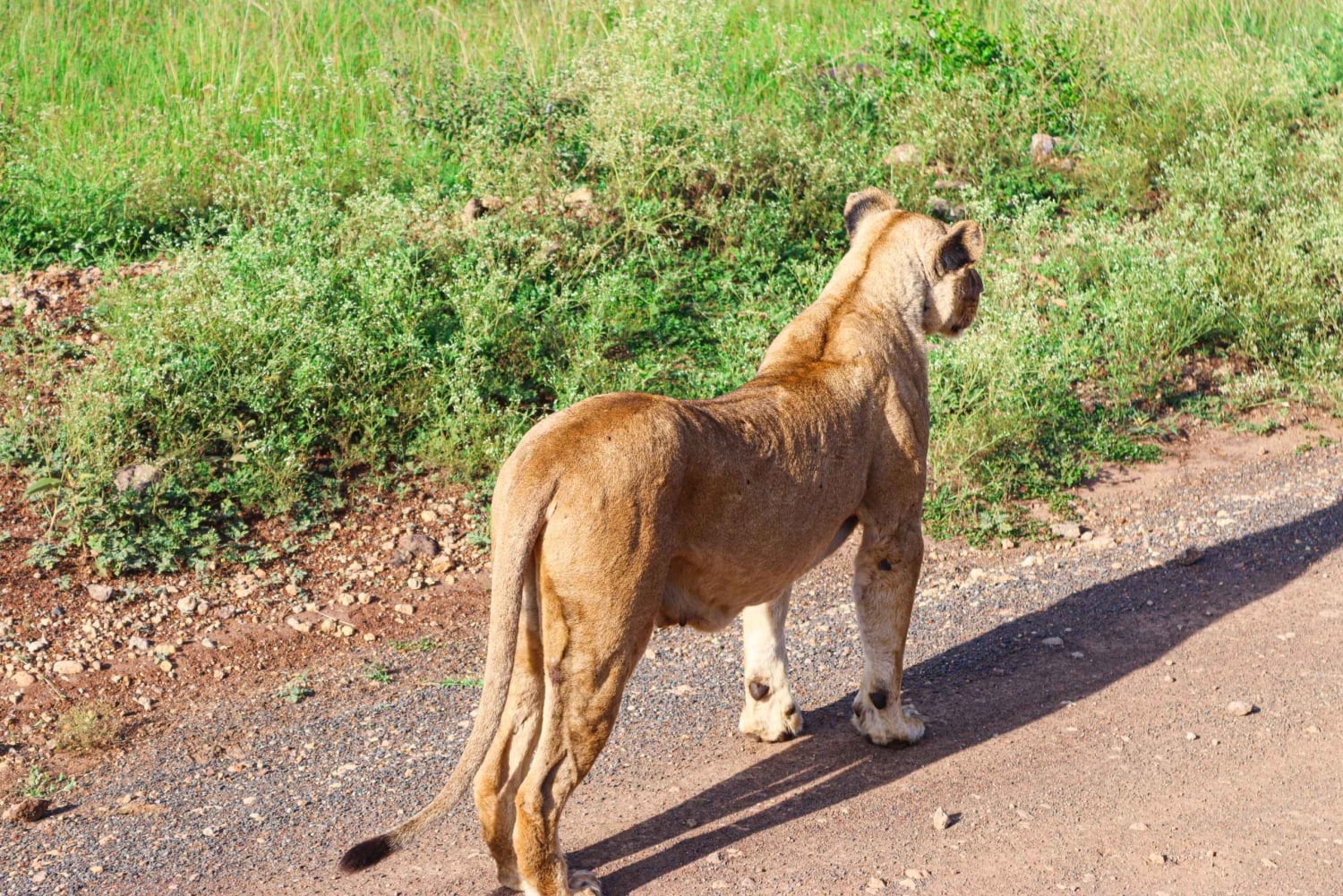 Nairobi National Park: Private Tour in a 4X4 Landcruiser