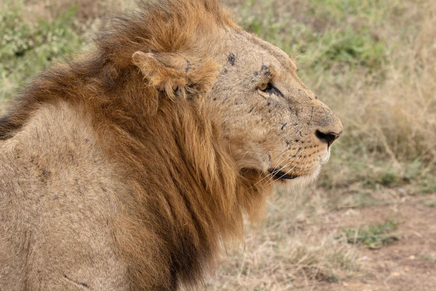 Nairobi National Park: Private Tour in a 4X4 Landcruiser