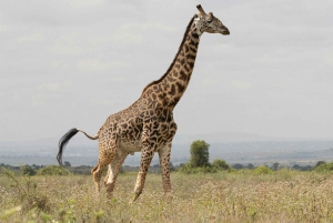 Nairobi nationalpark: Privat tur i en 4X4 Landcruiser