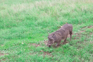 Nairobi nationalpark: Privat tur i en 4X4 Landcruiser