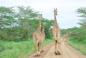 Nairobi nationalpark: Privat tur i en 4X4 Landcruiser