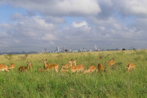 Nairobi National Park: Private Tour in a 4X4 Landcruiser