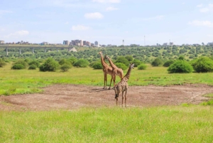 Nairobi National Park: Private Tour in a 4X4 Landcruiser