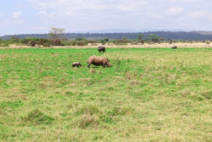 Nairobi: Privat rundtur i nasjonalparken i en firehjulstrekker
