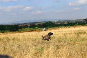 Nairobi National Park Private Tour in a 4x4