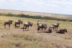 Nairobi: Privat rundtur i nationalparken i en 4x4