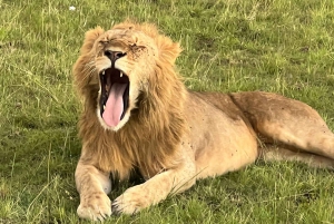 Nairobi National Park Safari - Half Day Game Drive