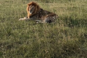 Safari no Parque Nacional de Nairobi - Passeio de meio dia