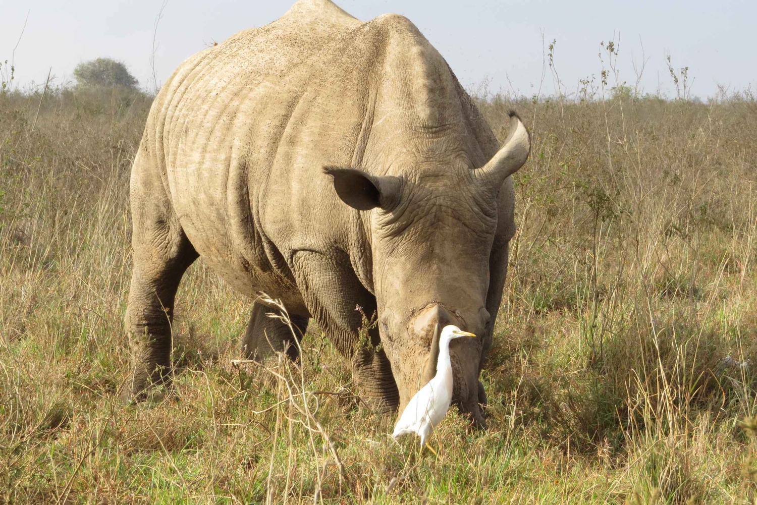 Nairobi National Park Small group tour