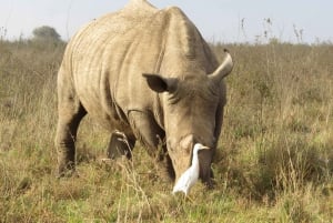 Nairobi National Park tur i liten grupp
