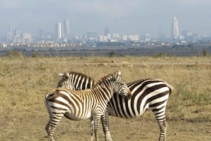 Nairobi National Park tur i liten grupp