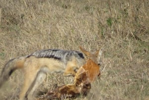 Nairobi National Park tur i liten grupp