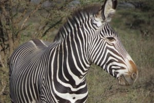 Nairobi National Park tur i liten grupp