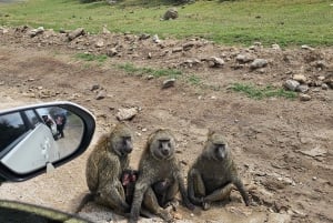 Nairobi National Park tur i liten grupp