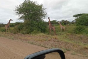 Nairobi National Park tur i liten grupp
