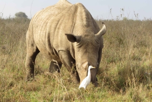 Nairobi National Park Small group tour