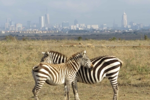 Nairobi National Park Small group tour