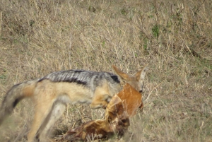 Nairobi National Park Small group tour