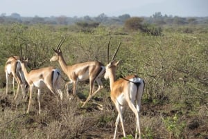 Parc national de Nairobi : Excursions au lever et au coucher du soleil